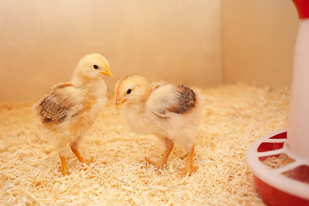 litière naturelle pour poussins