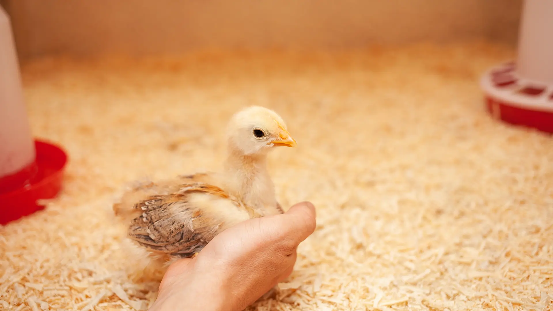 litière d'élevage pour poulets